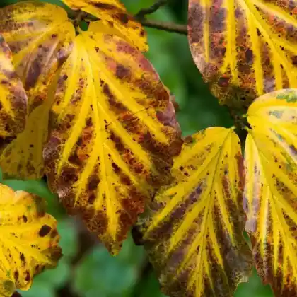 Foto von Persischer Eisenholzbaum 'Vanessa' (Parrotia persica 'Vanessa')
