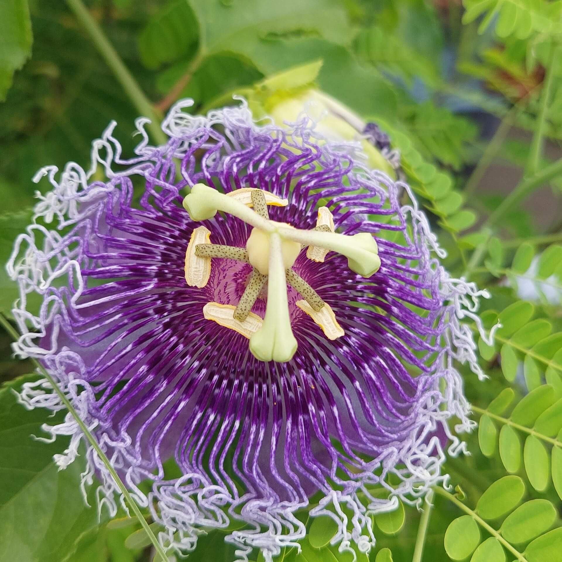 Blaue Passionsblume 'Purple Haze' (Passiflora caerulea 'Purple Haze')