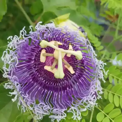 Foto von Blaue Passionsblume 'Purple Haze' (Passiflora caerulea 'Purple Haze')
