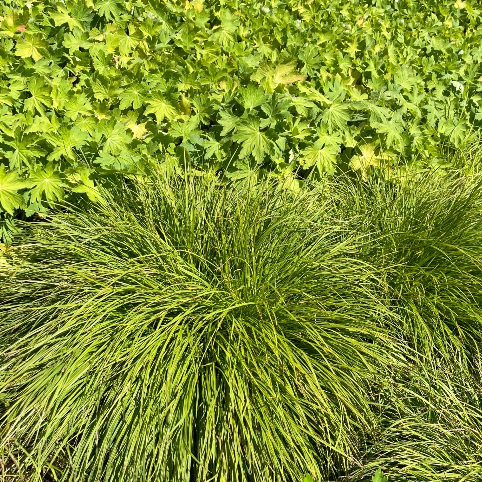 Berg-Segge (Carex montana)