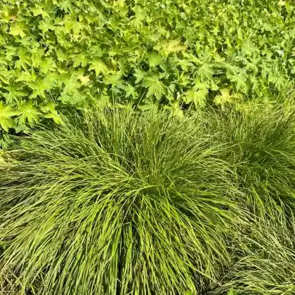 Foto von Berg-Segge (Carex montana)