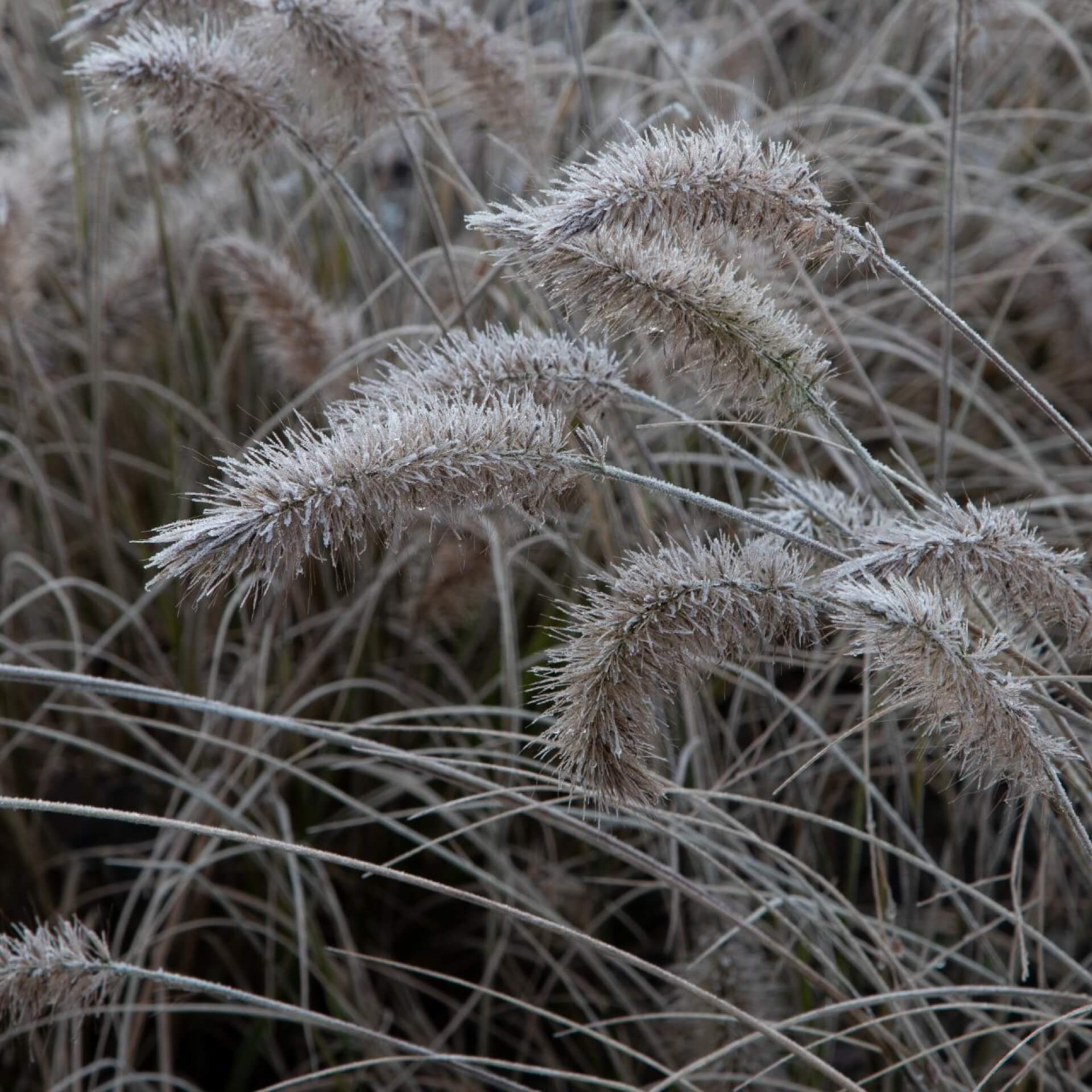 Australisches Lampenputzergras 'Little Bunny' (Pennisetum alopecuroides 'Little Bunny')