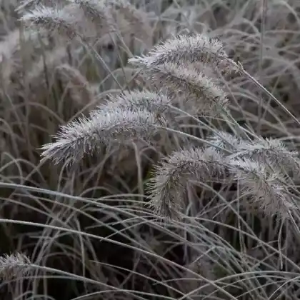 Foto von Australisches Lampenputzergras 'Little Bunny' (Pennisetum alopecuroides 'Little Bunny')