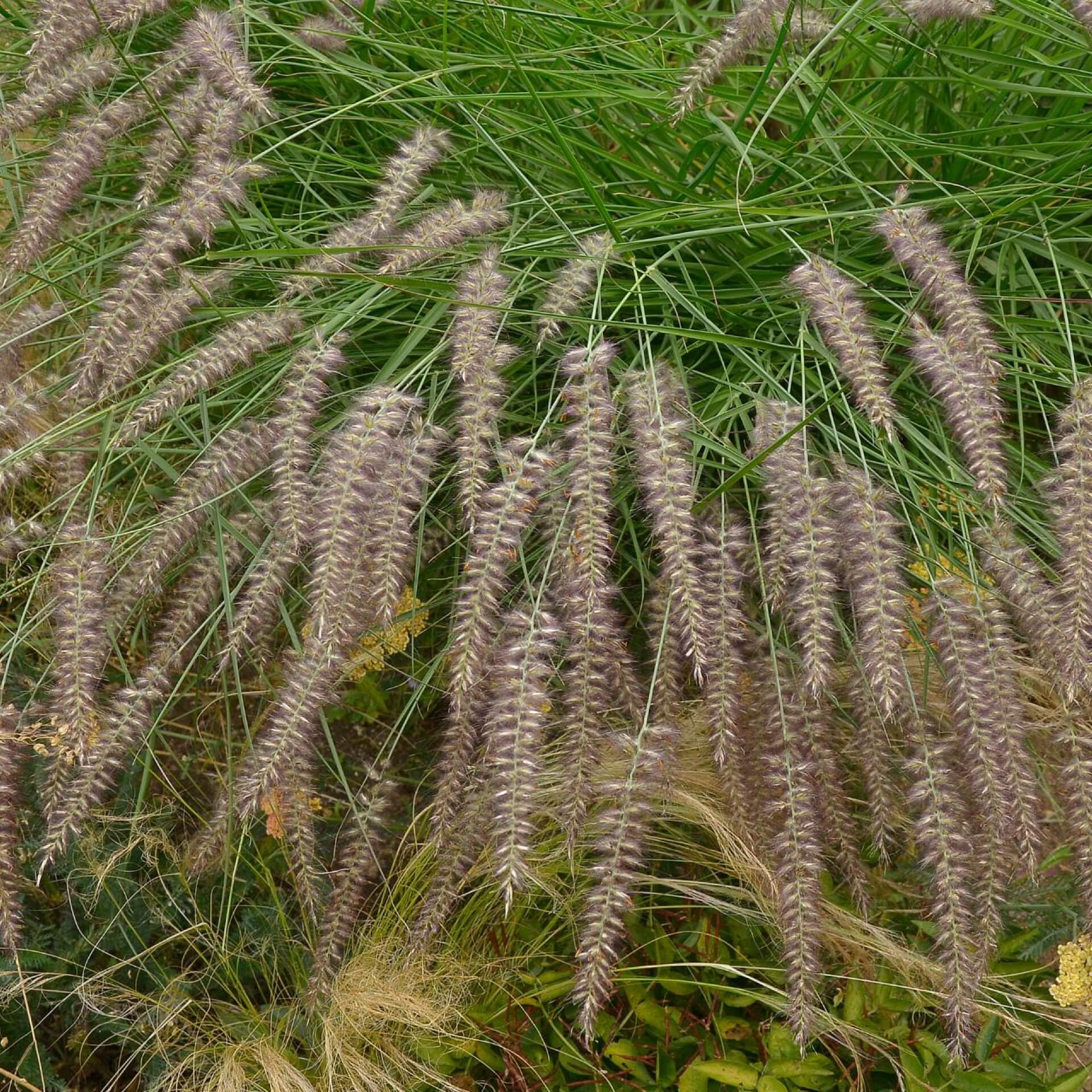 Orient-Lampenputzergras 'Karley Rose' (Pennisetum orientale 'Karley Rose')