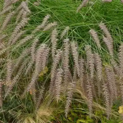 Foto von Orient-Lampenputzergras 'Karley Rose' (Pennisetum orientale 'Karley Rose')