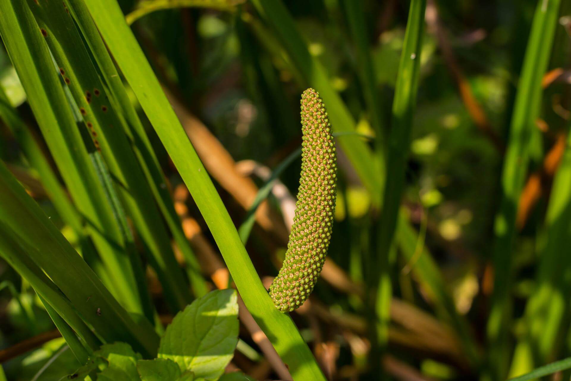Kalmus / Acorus calamus