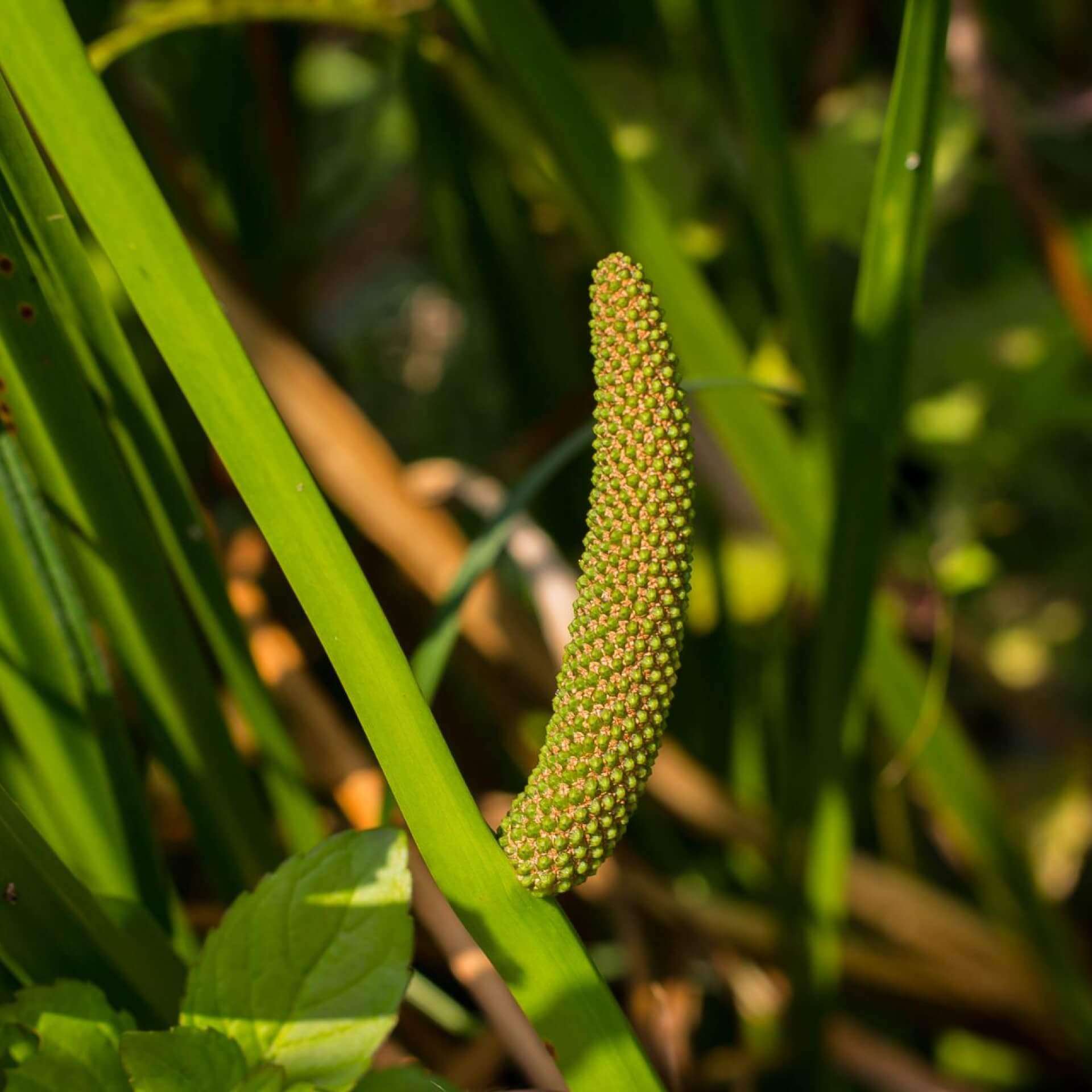 Kalmus (Acorus calamus)