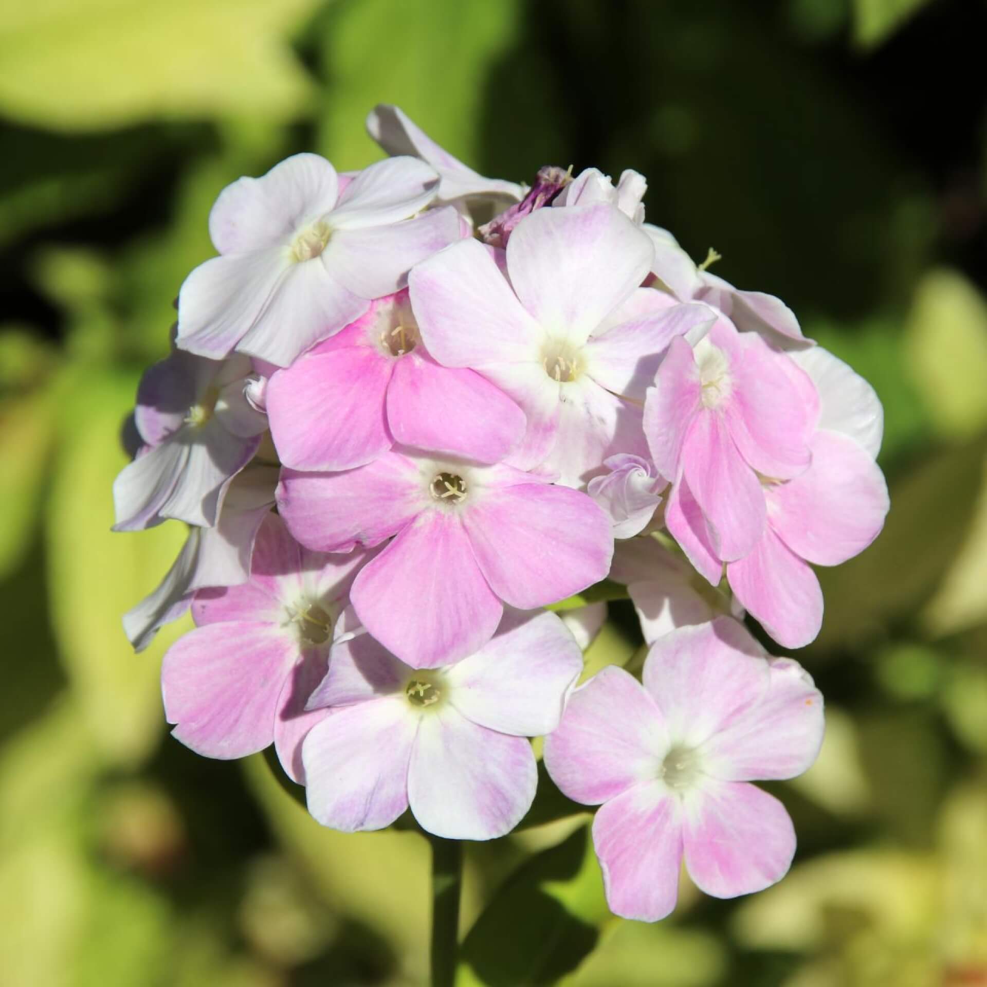 Hoher Stauden-Phlox 'Cool Water' (Phlox paniculata 'Cool Water')