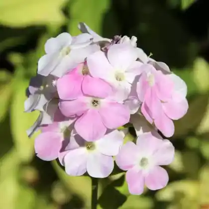 Foto von Hoher Stauden-Phlox 'Cool Water' (Phlox paniculata 'Cool Water')