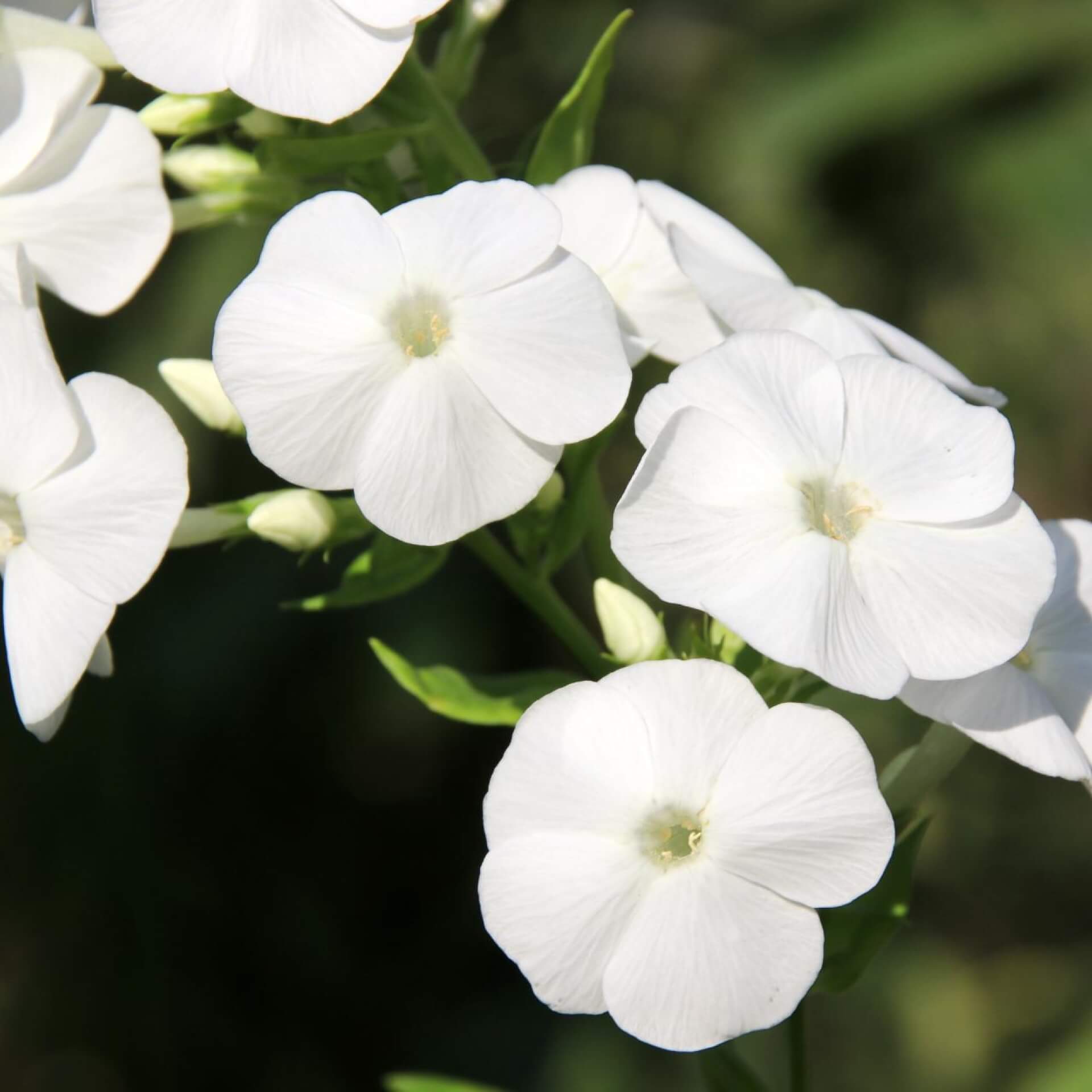 Hoher Stauden-Phlox 'Danielle' (Phlox paniculata 'Danielle')