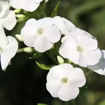Foto von Hoher Stauden-Phlox 'Danielle' (Phlox paniculata 'Danielle')