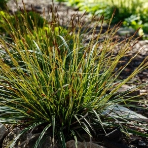 Carex morrowii