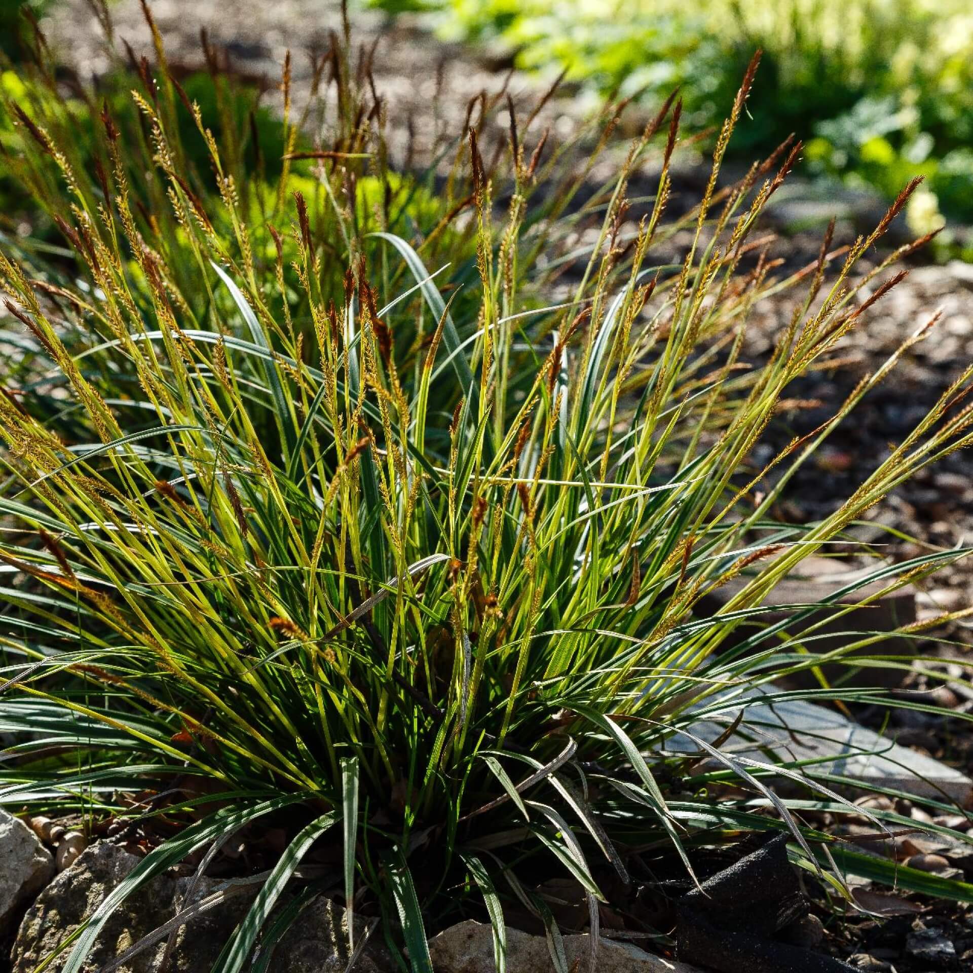 Japanische Segge (Carex morrowii)