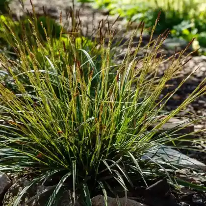 Foto von Japanische Segge (Carex morrowii)