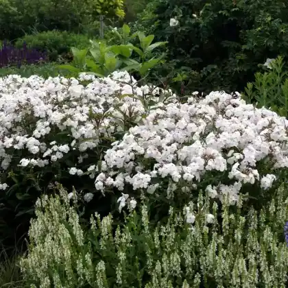 Foto von Hoher Stauden-Phlox 'Minnie Pearl' (Phlox paniculata 'Minnie Pearl')