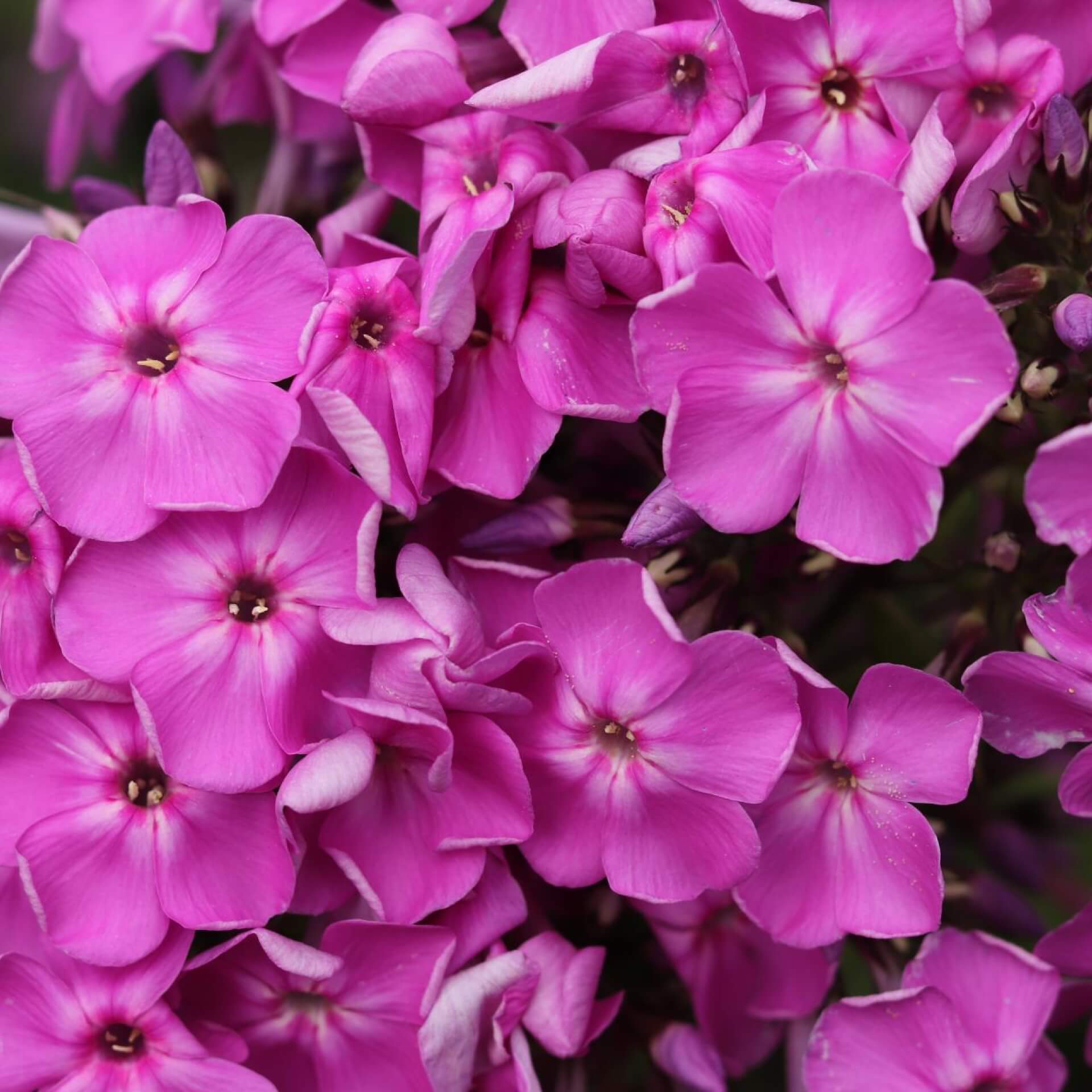 Hoher Stauden-Phlox 'Purple Paradise' (Phlox paniculata 'Purple Paradise')