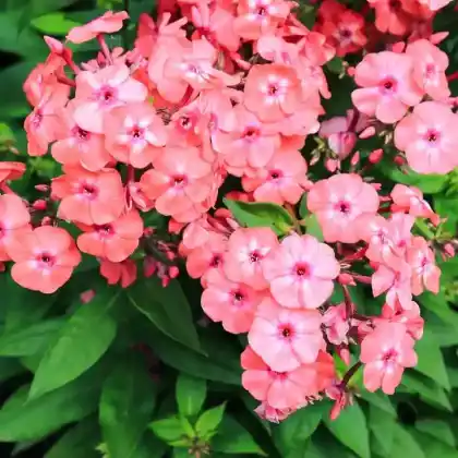 Foto von Hoher Stauden-Phlox 'Sweet Summer Dream' (Phlox paniculata 'Sweet Summer Dream')