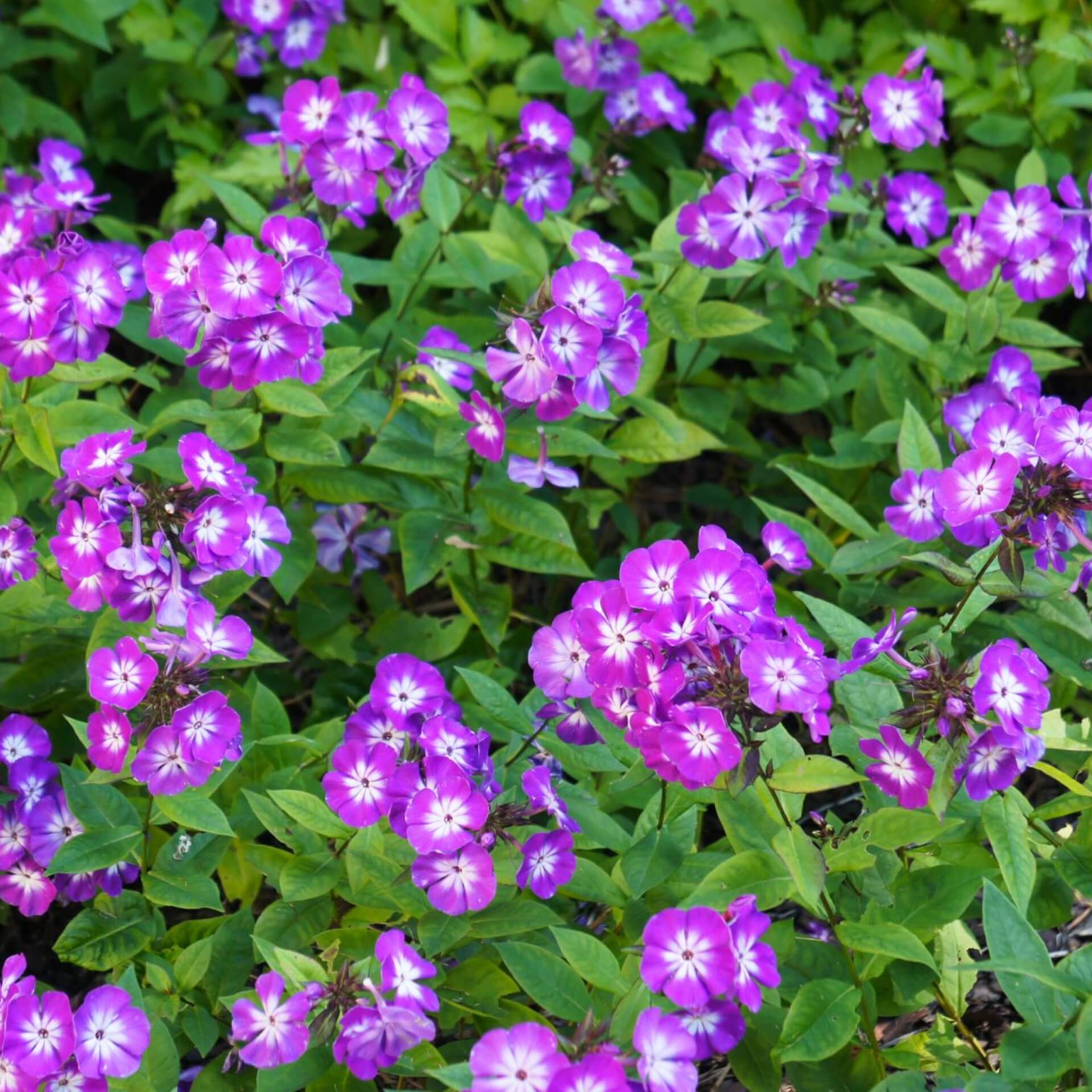 Hoher Stauden-Phlox 'Uspech' (Phlox paniculata 'Uspech')