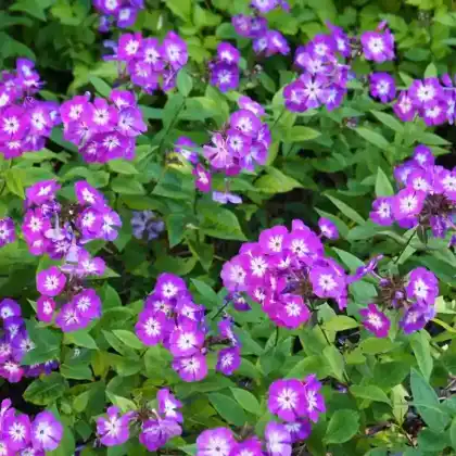 Foto von Hoher Stauden-Phlox 'Uspech' (Phlox paniculata 'Uspech')