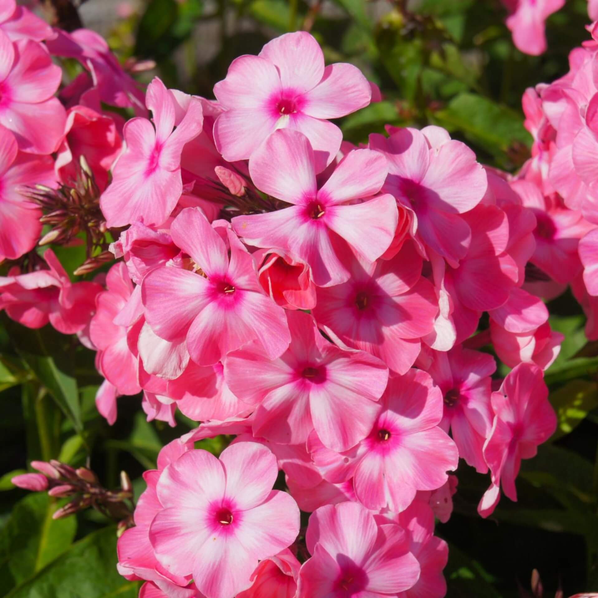 Hoher Stauden-Phlox 'Watermelon Punch' (Phlox paniculata 'Watermelon Punch')