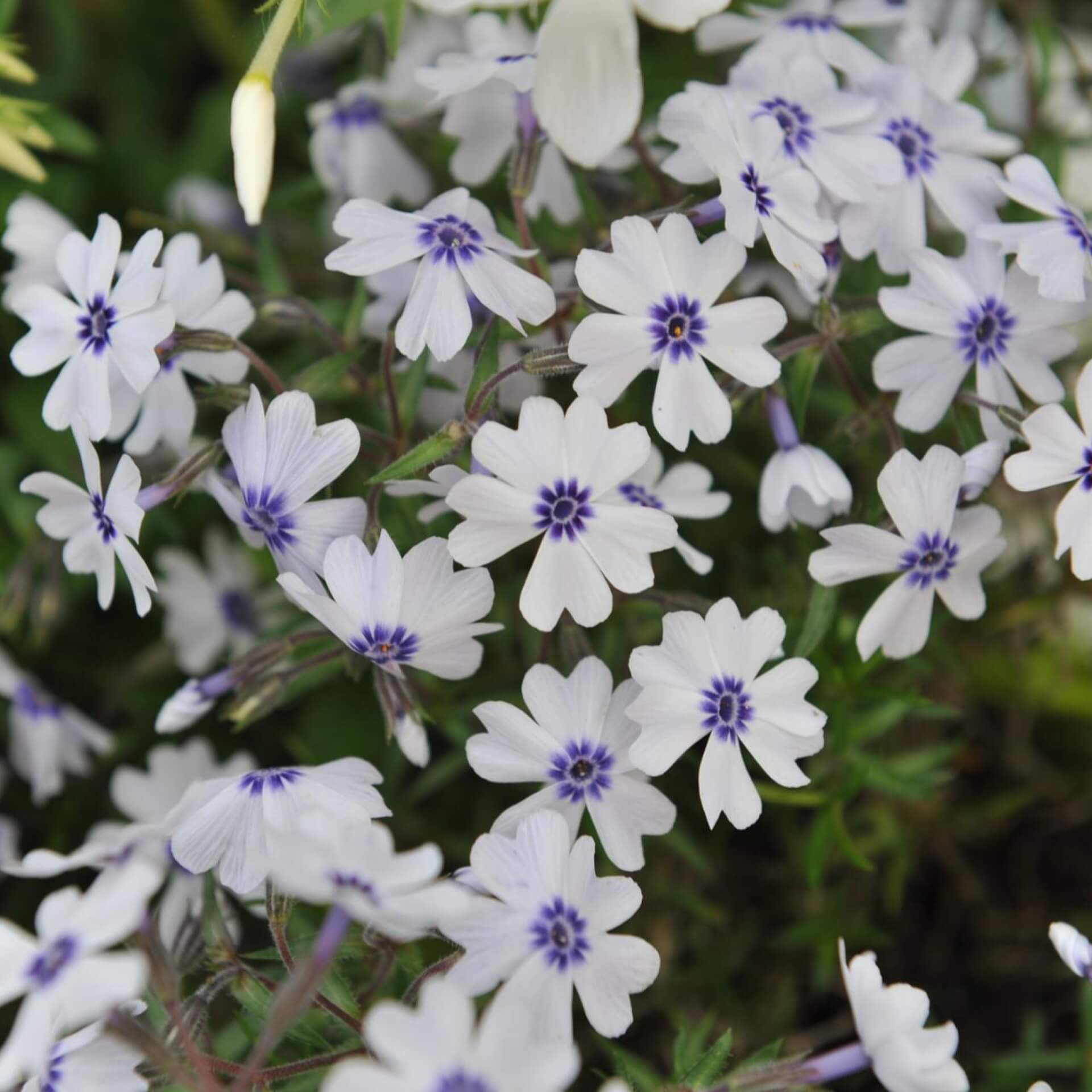 Polster-Flammenblume 'Bavaria' (Phlox subulata 'Bavaria')