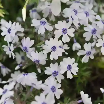 Foto von Polster-Flammenblume 'Bavaria' (Phlox subulata 'Bavaria')