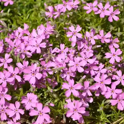 Foto von Polster-Flammenblume 'Samson' (Phlox subulata 'Samson')