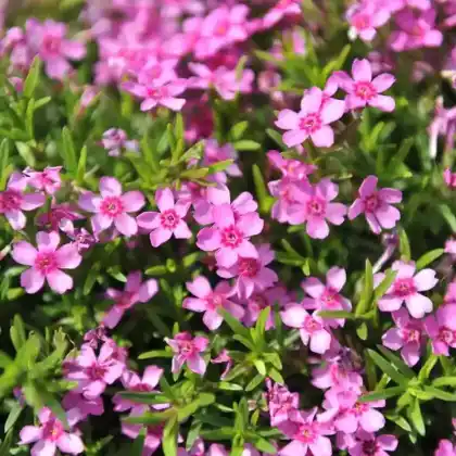Foto von Polster-Flammenblume 'Zwergenteppich' (Phlox subulata 'Zwergenteppich')