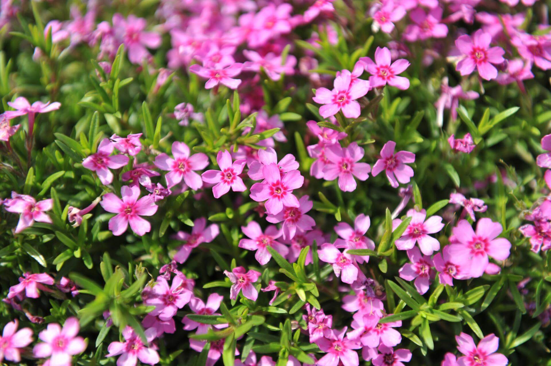 PolsterFlammenblume 'Zwergenteppich' / Phlox subulata 'Zwergenteppich'