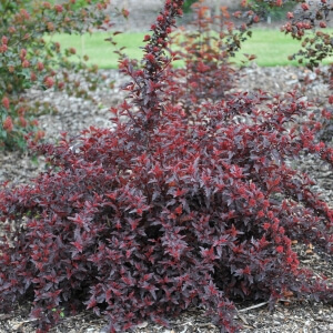 Schneeballblättrige Blasenspiere 'Little Devil' / Physocarpus