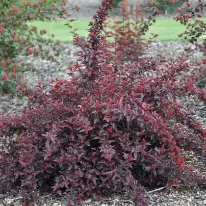 Foto von Schneeballblättrige Blasenspiere 'All Black' (Physocarpus opulifolius 'All Black')