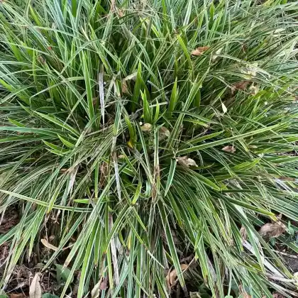 Foto von Japan-Segge 'Variegata' (Carex morrowii 'Variegata')