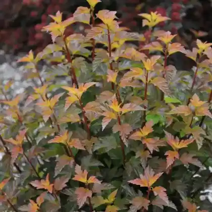 Foto von Schneeballblättrige Blasenspiere 'Amber Jubilee' (Physocarpus opulifolius 'Amber Jubilee')