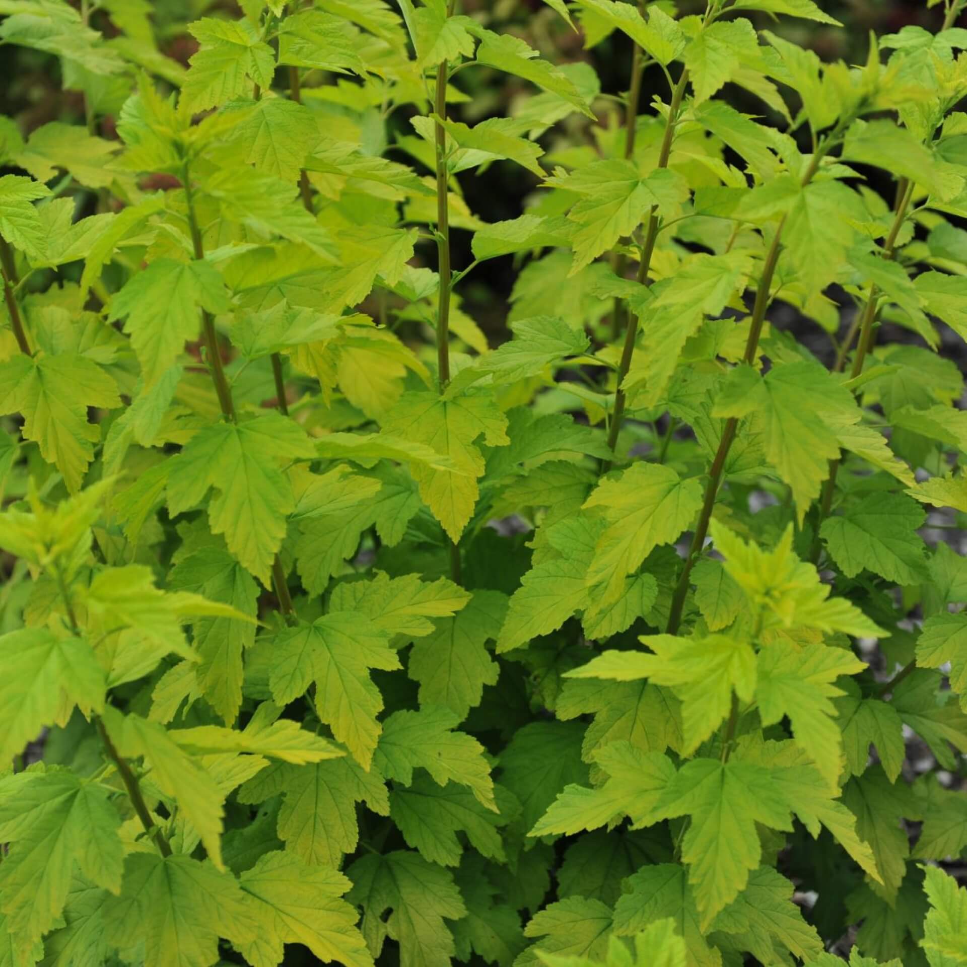 Schneeballblättrige Blasenspiere 'Angel Gold' (Physocarpus opulifolius 'Angel Gold')