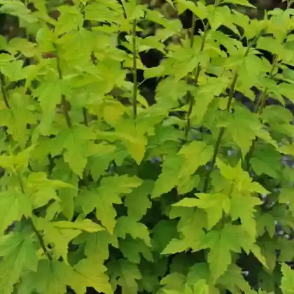Foto von Schneeballblättrige Blasenspiere 'Angel Gold' (Physocarpus opulifolius 'Angel Gold')