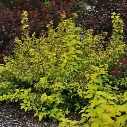 Foto von Schneeballblättrige Blasenspiere 'Dart's Gold' (Physocarpus opulifolius 'Dart's Gold')
