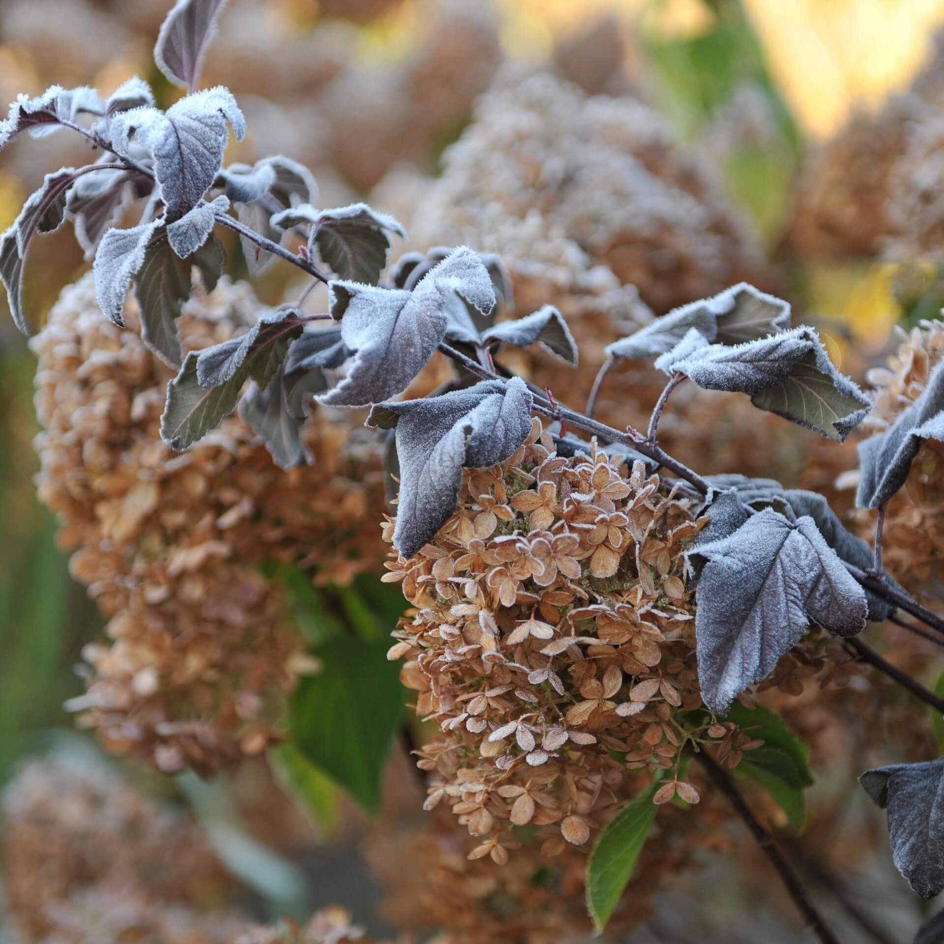 Schneeballblättrige Blasenspiere 'Diable d'Or' (Physocarpus opulifolius 'Diable d'Or')