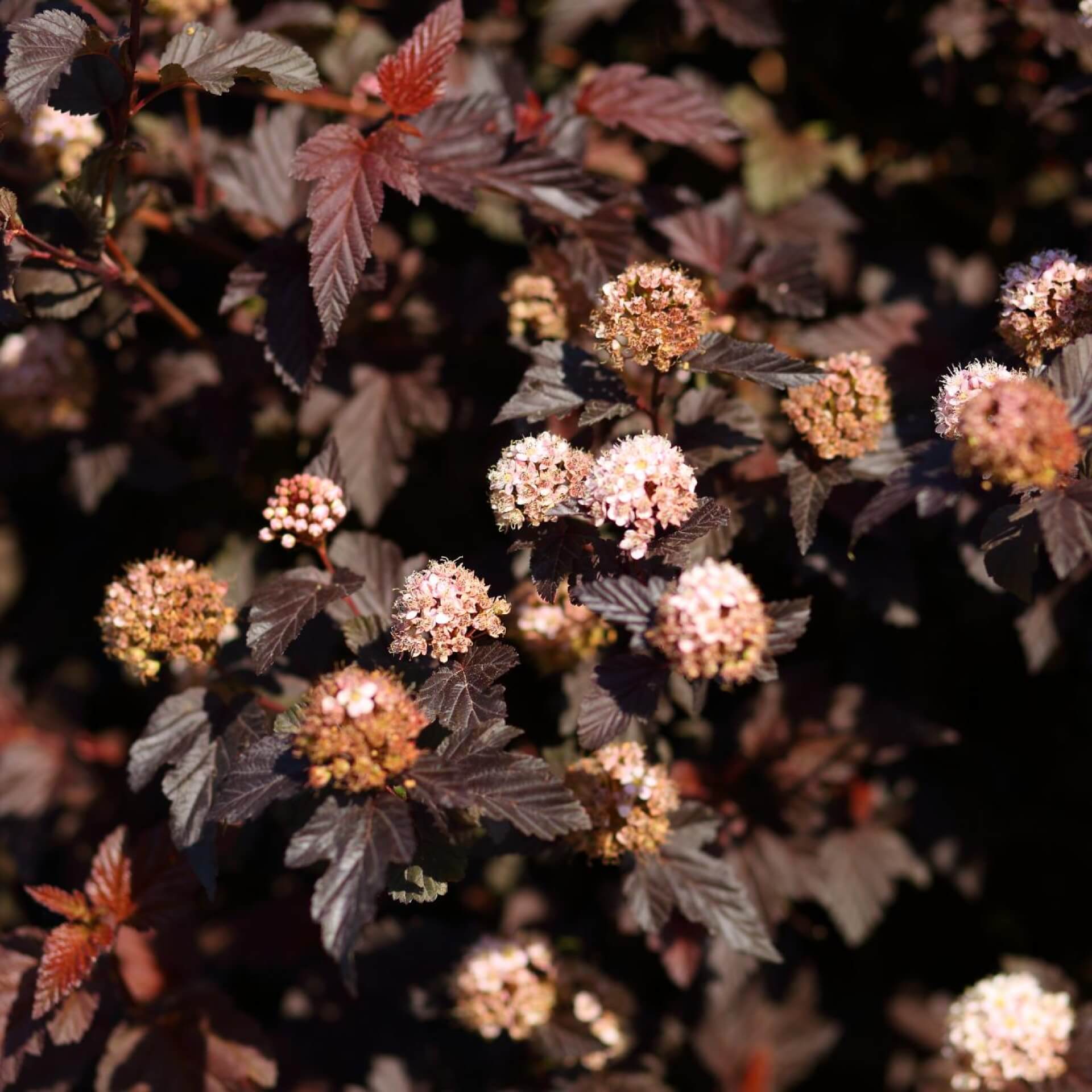 Schneeballblättrige Blasenspiere 'Lady in Red' (Physocarpus opulifolius 'Lady in Red')