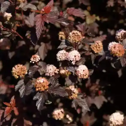 Foto von Schneeballblättrige Blasenspiere 'Lady in Red' (Physocarpus opulifolius 'Lady in Red')