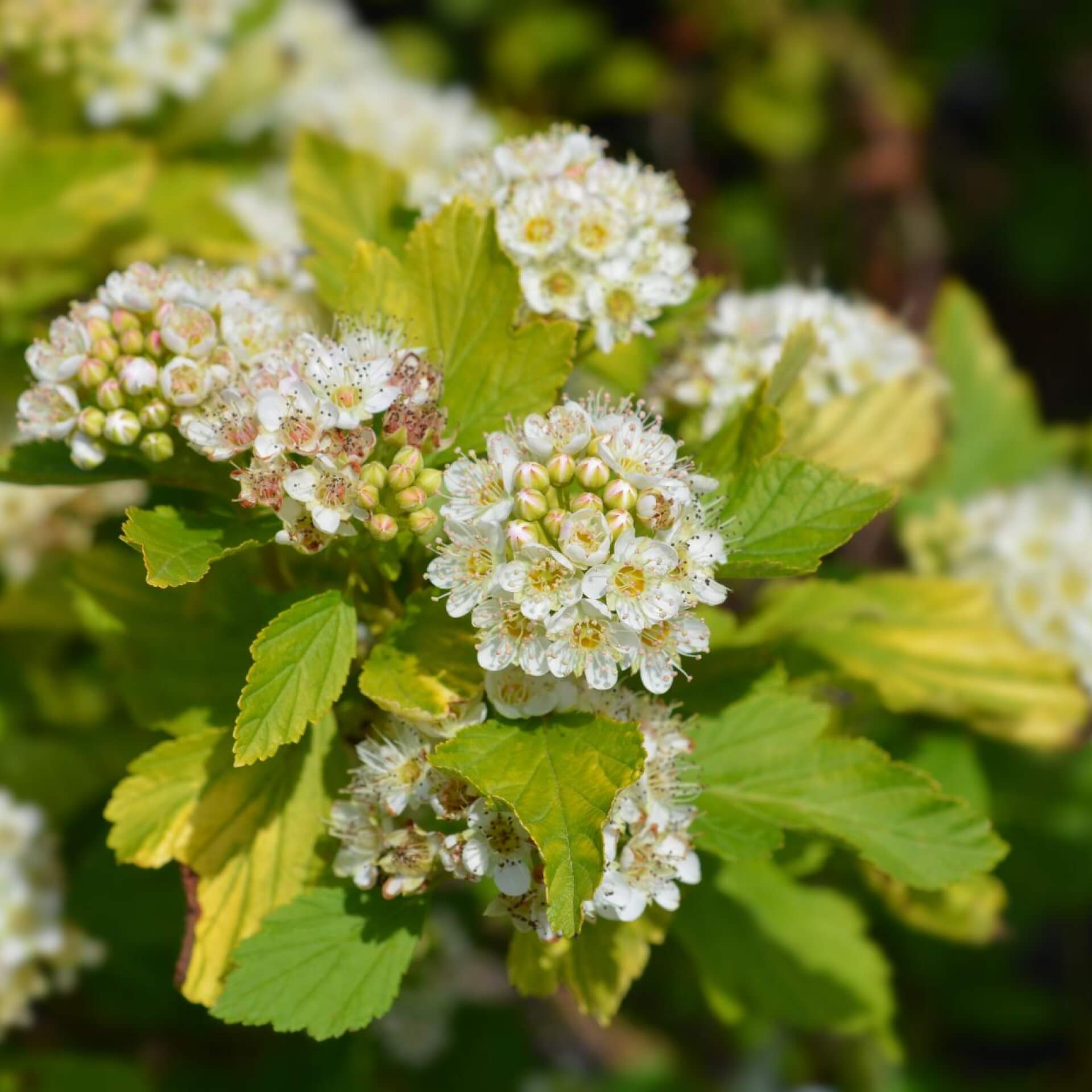 Schneeballblättrige Blasenspiere 'Luteus' (Physocarpus opulifolius 'Luteus')