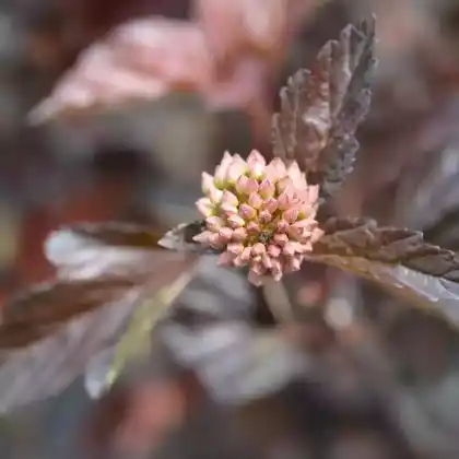 Foto von Schneeballblättrige Blasenspiere 'Red Baron' (Physocarpus opulifolius 'Red Baron')