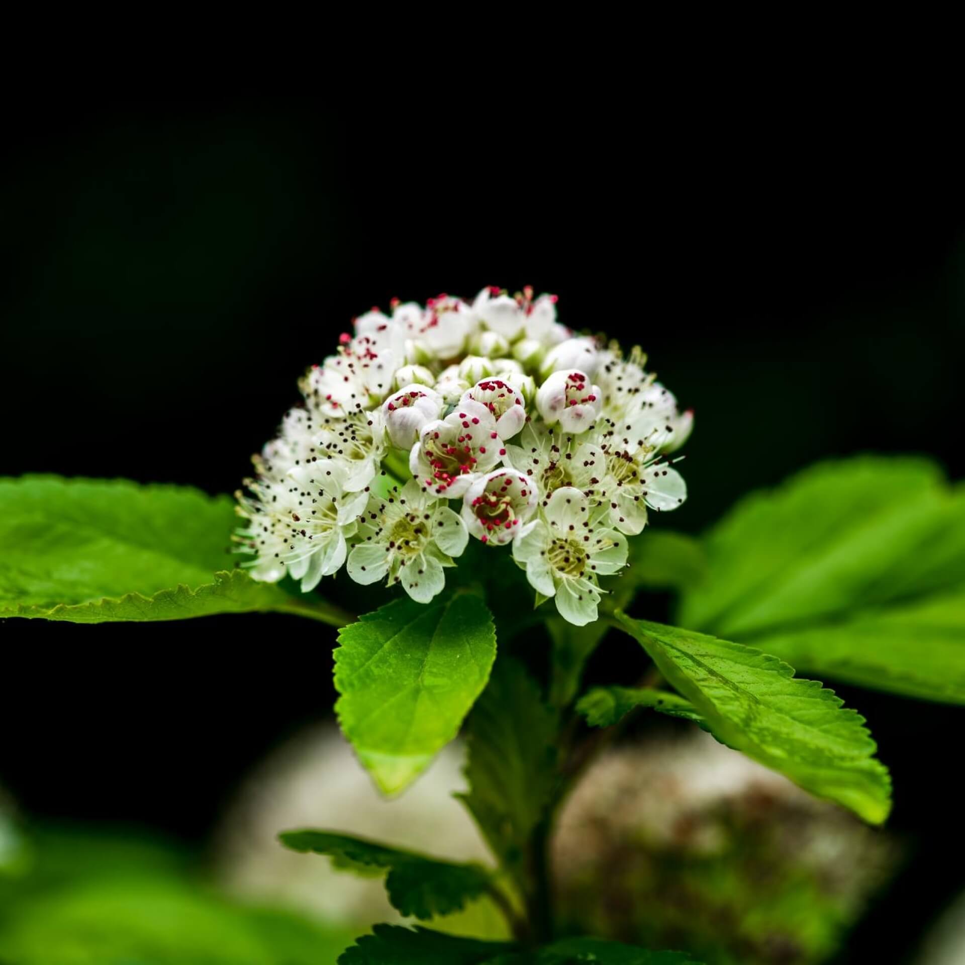 Schneeballblättrige Blasenspiere 'Summer Wine' (Physocarpus opulifolius 'Summer Wine')