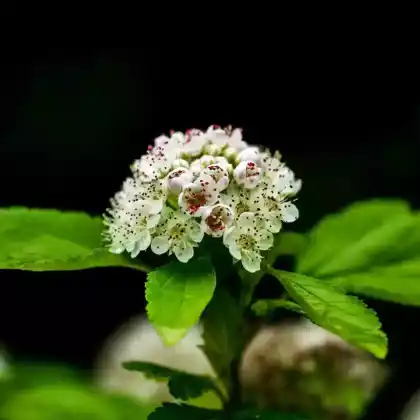Foto von Schneeballblättrige Blasenspiere 'Summer Wine' (Physocarpus opulifolius 'Summer Wine')