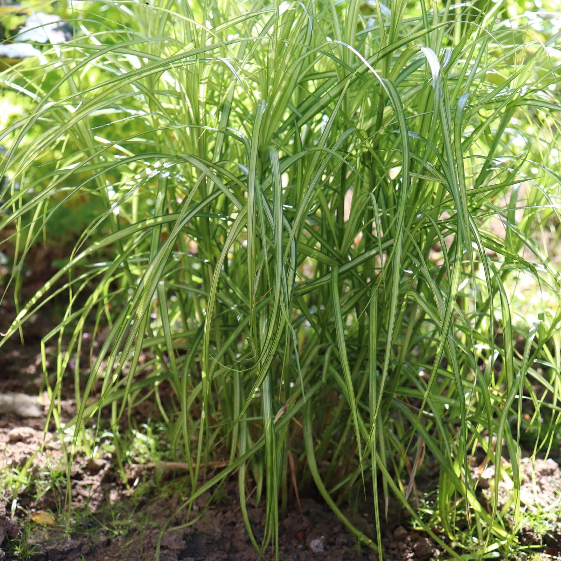 Palmwedel-Segge (Carex muskingumensis)