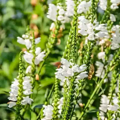 Foto von Gelenkblume 'Crystal Peak White' (Physostegia virginiana 'Crystal Peak White')