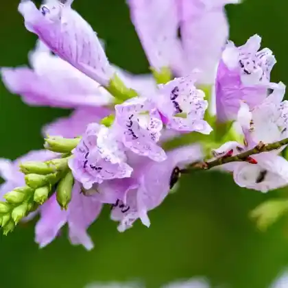 Foto von Gelenkblume 'Rosea' (Physostegia virginiana 'Rosea')
