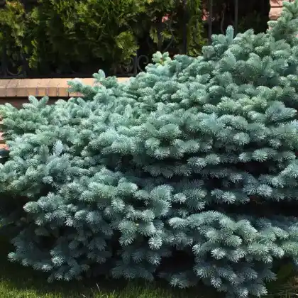Foto von Stech-Fichte 'Glauca Globosa' (Picea pungens 'Glauca Globosa')