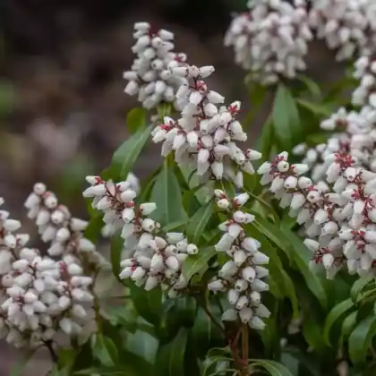 Foto von Japanische Lavendelheide 'Bonfire' (Pieris japonica 'Bonfire')