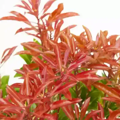 Foto von Japanische Lavendelheide 'Carnaval' (Pieris japonica 'Carnaval')