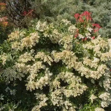 Foto von Japanische Lavendelheide 'Cavatine' (Pieris japonica 'Cavatine')